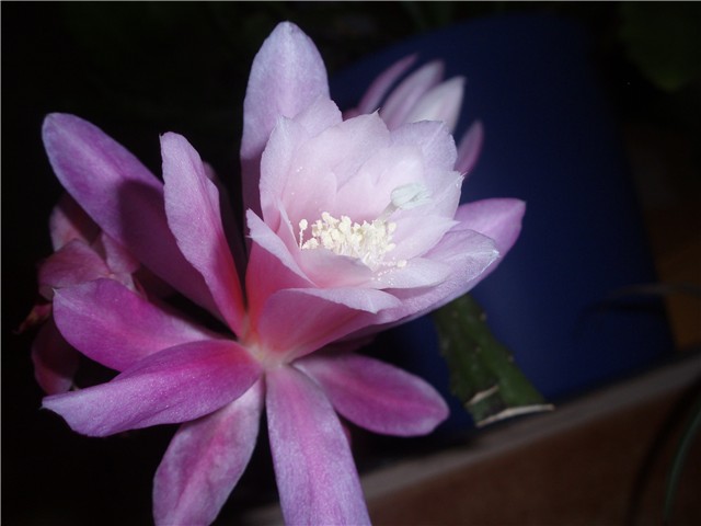 discocactus phyllanthoides